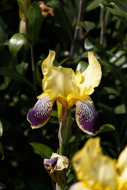 Jardin des Impressionnistes-MAI14-051